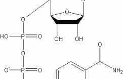 β-二磷吡啶核苷酸结构式