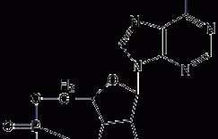 腺苷-3',5'-环状磷酸结构式